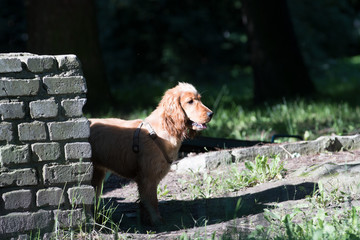 American cocker spaniel puppy outdoor