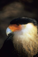 Caracara