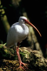 White Ibis