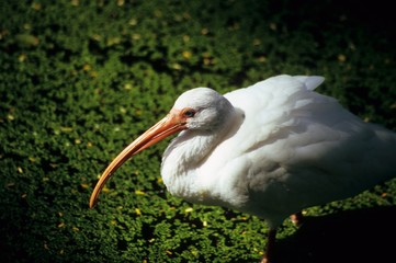 White Ibis