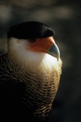 Caracara