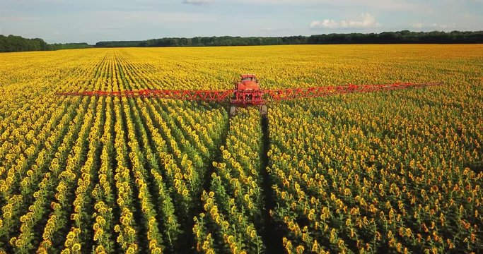 The tractor sprinkles the field with a sunflower. The sprayer processes the pesticide plantation helianthus plantation.

