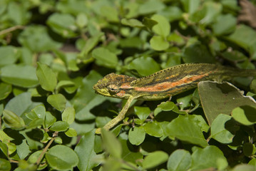 Little Chameleon - Stellenbosch, South Africa
