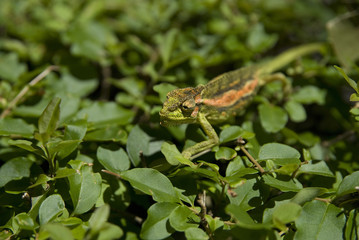 Little Chameleon - Stellenbosch, South Africa