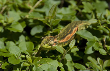 Little Chameleon - Stellenbosch, South Africa