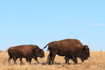 American Bison Bull - Genetically Pure Specimen