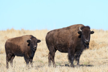 American Bison Bull - Genetically Pure Specimen