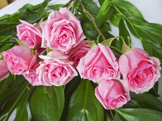 Branch of pink roses on a background of green leaves. Buds of pink roses. Macro