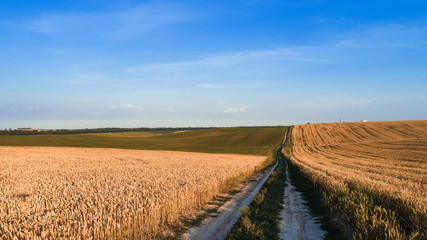 Fototapeta premium Green Field and Beautiful Sunset