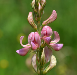 Esparsette; Onobrychis;