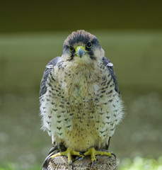 Beautiful perched Lanner falcon
