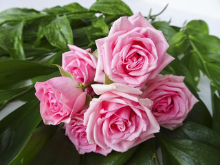 Branch of pink roses on a background of green leaves. Buds of pink roses. Macro