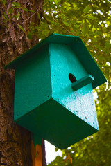 birdhouse on the tree