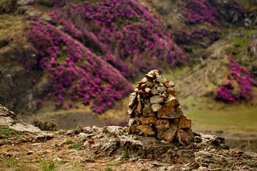 Russia. Mountain Altai. Chuyskiy tract in the period of the flowering of Maralnik (Rhododendron).