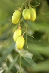 traditional medicinal tree nature detail - macro photography of a green neem tree with leaves and fruits, outdoors on a sunny summer day in Africa