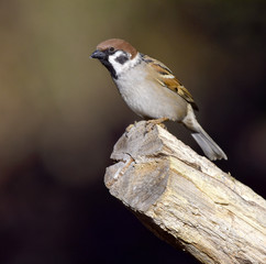 Feldsperling; Passer montanus; tree sparrow;