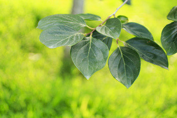 persimmon tree, Shot in the summer