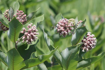 Flowering milkweed plant. Milkweed flowers bloom from June to August, Kingston, Ontario   