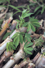 nature food cassava macro photography - aerial photo of manioc leaves and roots growing in a sand, on a sunny summer day outdoors, in the Gambia, Africa