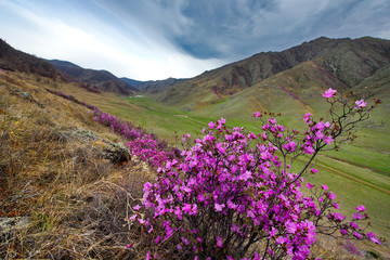 Russia. Mountain Altai. Chuyskiy tract in the period of the flowering of Maralnik (Rhododendron).