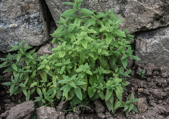 verveine