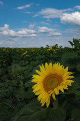 seul  fleur de tournesol