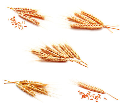 Collection of photos wheat ears corn isolated on a white background
