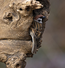 Feldsperling; Passer montanus; tree sparrow;