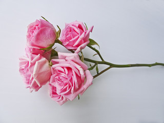 Branch of pink roses on a white background. Buds of pink roses. Macro. Side view
