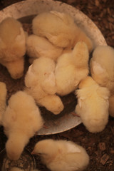 close up of fluffy yellow tiny baby hen chickens outdoors in the natural sunlight in Africa