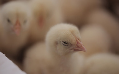close up of fluffy yellow tiny baby hen chickens outdoors in the natural sunlight in Africa