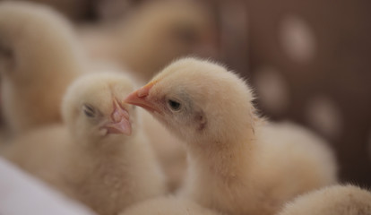 close up of fluffy yellow tiny baby hen chickens outdoors in the natural sunlight in Africa