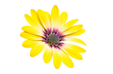 Osteosperumum Flower Daisy
