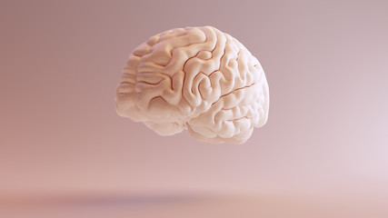 Human brain Anatomical Model 3d illustration 3Q Front Left - obrazy, fototapety, plakaty
