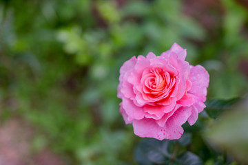 pink rose flower on nature background.Beautiful rose flower in garden.flowers on the rose bush in flower garden at the morning.Copy space