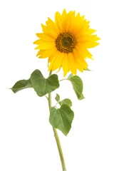 Foto auf Acrylglas Sonnenblume isoliert © ksena32