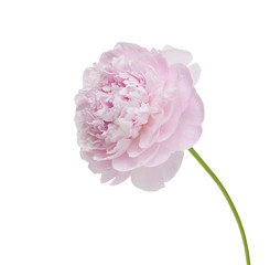 Peony