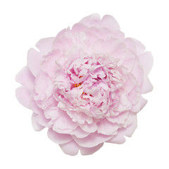 Fototapeta premium Peony