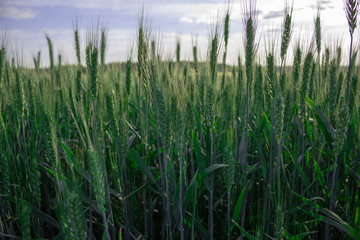 spikelets under the sky
