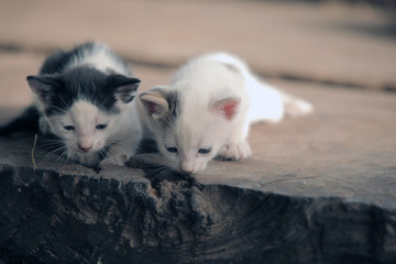 funny adorable animals - cats outdoors - two black and white playful kittens outdoors on a wooden bench, in Africa on a sunny day