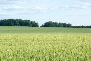 Fototapeta premium field under sky