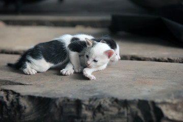funny adorable animals - cats outdoors - two black and white playful kittens outdoors on a wooden bench, in Africa on a sunny day
