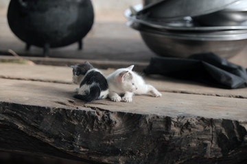 funny adorable animals - cats outdoors - two black and white playful kittens outdoors on a wooden bench, in Africa on a sunny day
