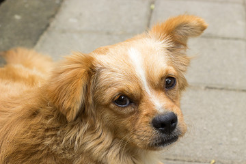 Small dog lay on a footpath and looking sad in a camera