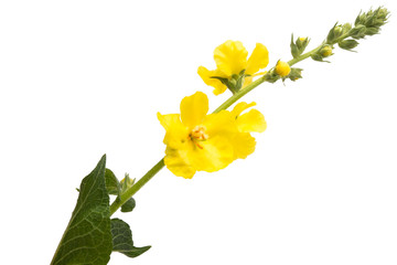 Mullein flowers isolated