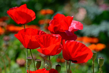 Obraz premium rote Mohnblumen