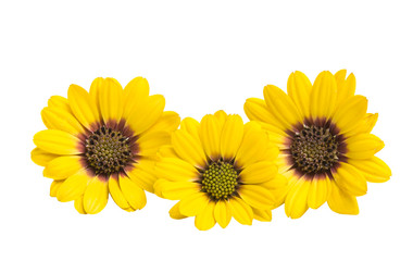 Obraz premium Osteosperumum Flower Daisy