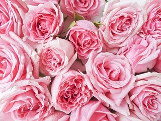A lot of pink roses on a white background. Pink flower buds