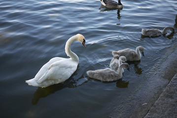 White swan and its puppies