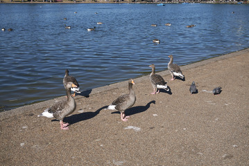 Greylag geese in the water